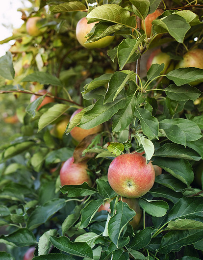 Какие плодовые деревья посадить в саду: совместимость сортов и правила ухода