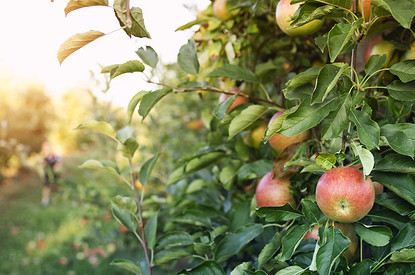 Какие плодовые деревья посадить в саду: совместимость сортов и правила ухода