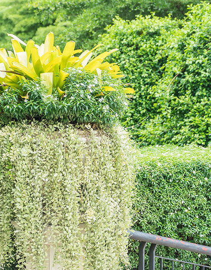 Как посадить живую изгородь: подбор растений и уход