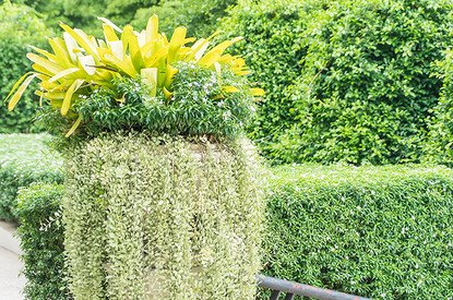 Как посадить живую изгородь: подбор растений и уход