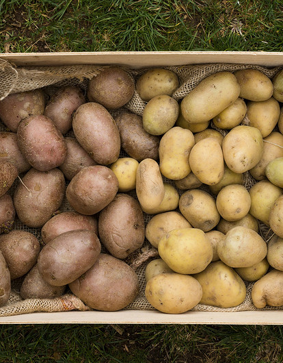 Когда и как сажать картофель в 2024 году: выбор сорта и правила посадки