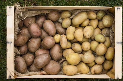 Когда и как сажать картофель в 2024 году: выбор сорта и правила посадки