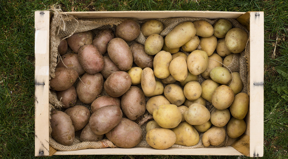 Когда и как сажать картофель в 2024 году: выбор сорта и правила посадки