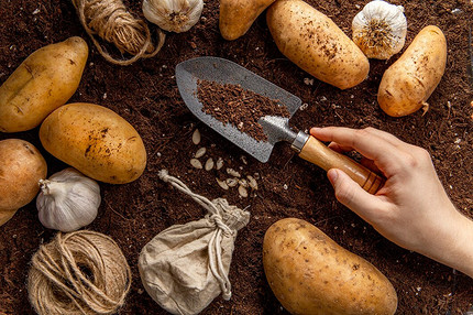 Когда и как сажать картофель в 2024 году: выбор сорта и правила посадки