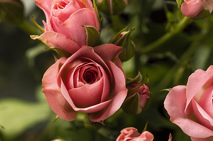 Уход за розами в саду с весны до осени: 10 простых советов