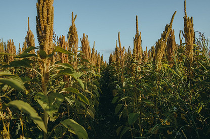 Амарант: польза и вред, а также советы, как лучше употреблять