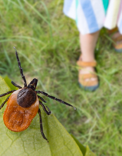 Симптомы болезни Лайма, которые нельзя игнорировать