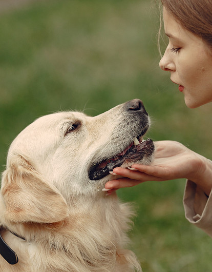 Как правильно вытащить клеща у собаки: пошаговая инструкция