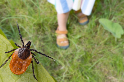 Симптомы болезни Лайма, которые нельзя игнорировать