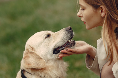 Как правильно вытащить клеща у собаки: пошаговая инструкция