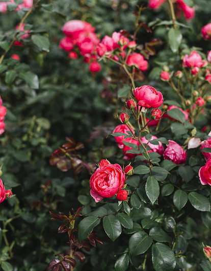 Когда пересаживать розу на другое место: главные правила и уход