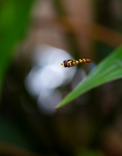 Терапевт назвал повод срочно обратиться к врачу после укуса насекомого