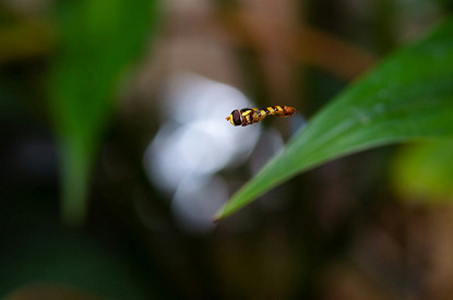 Терапевт назвал повод срочно обратиться к врачу после укуса насекомого