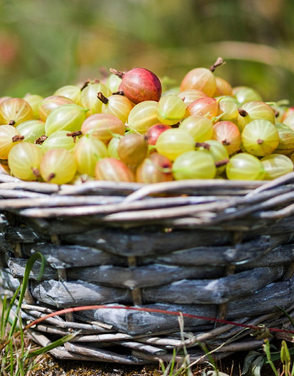 Польза и вред крыжовника: 19 важных свойств для здоровья