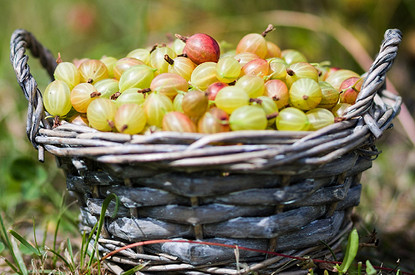 Польза и вред крыжовника: 19 важных свойств для здоровья