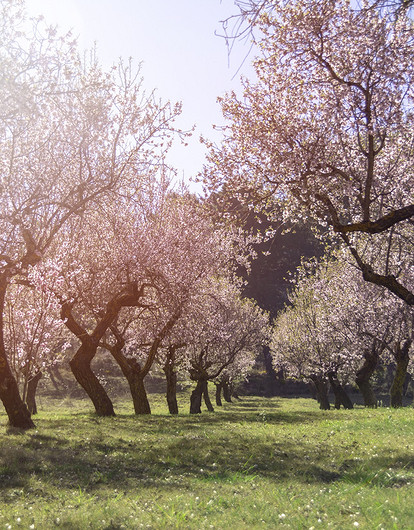 Какие деревья посадить на участке: лучшие плодовые и декоративные виды
