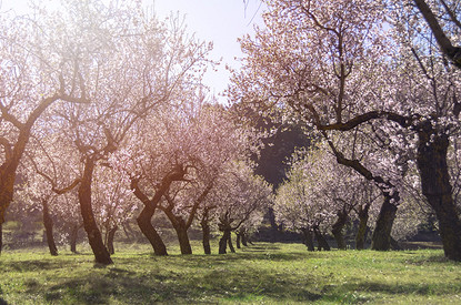 Какие деревья посадить на участке: лучшие плодовые и декоративные виды