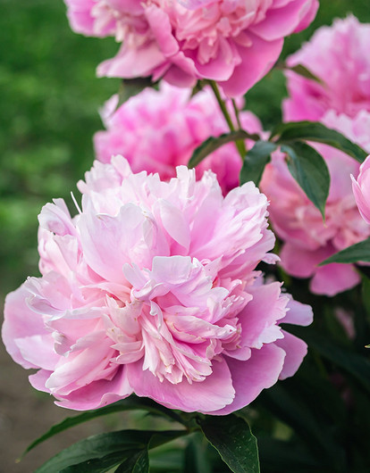 Когда пересаживать пионы: советы по делению куста и уходу