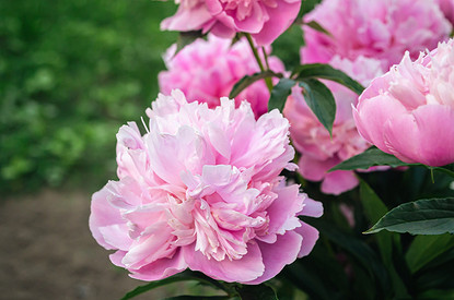 Когда пересаживать пионы: советы по делению куста и уходу