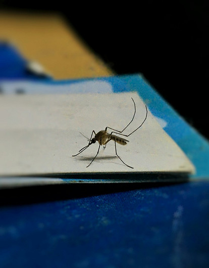 Врач рассказала о рисках и симптомах лихорадки Западного Нила