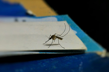 Врач рассказала о рисках и симптомах лихорадки Западного Нила