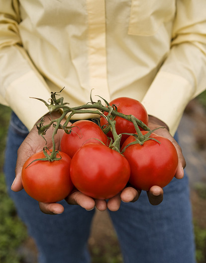 Как правильно собрать семена помидоров в домашних условиях