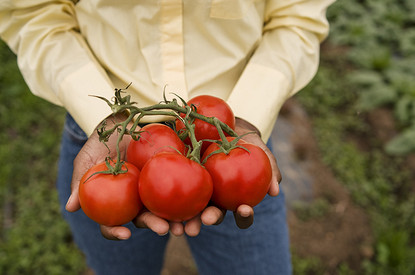 Как правильно собрать семена помидоров в домашних условиях