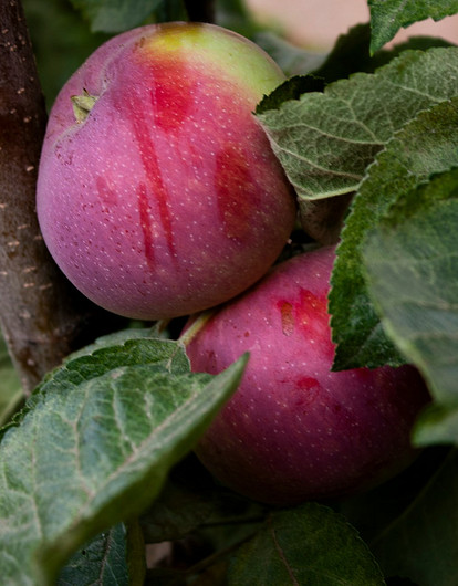 Диетолог призвал россиян чаще есть один популярный фрукт