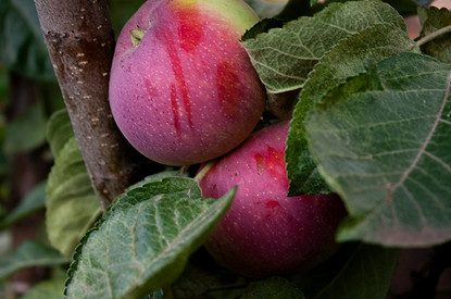 Диетолог призвал россиян чаще есть один популярный фрукт