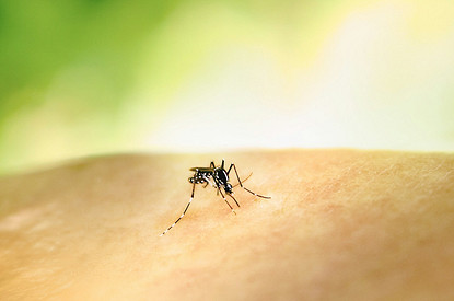 Стал известен необычный способ отпугнуть комаров