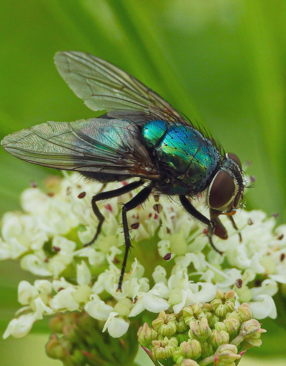 Как избавиться от мух в доме: 14 эффективных способов