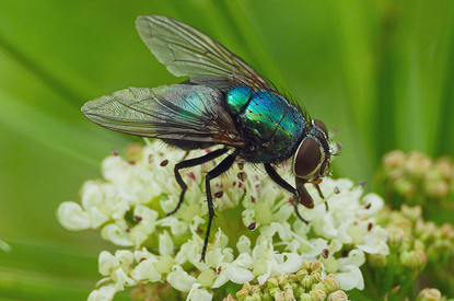 Как избавиться от мух в доме: 14 эффективных способов