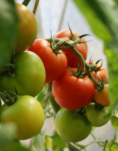 Диетолог предупредила о рисках для здоровья при употреблении помидоров