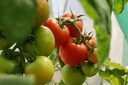 Диетолог предупредила о рисках для здоровья при употреблении помидоров