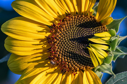 Диетолог объяснила пользу подсолнечного масла для здоровья