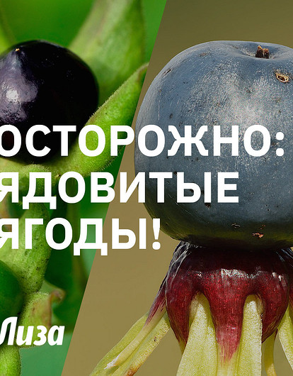 Ядовитые лесные ягоды: как выглядят и чем опасны