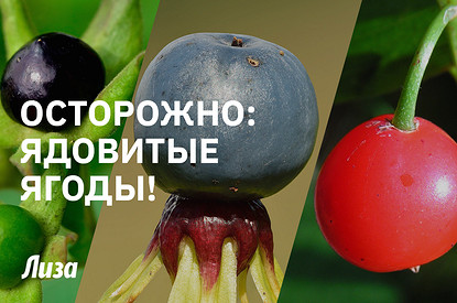 Ядовитые лесные ягоды: как выглядят и чем опасны