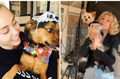 Звездные питомцы, которые живут роскошнее обычных людей