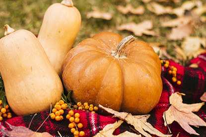 Когда собирать тыкву с грядки и как ее правильно хранить