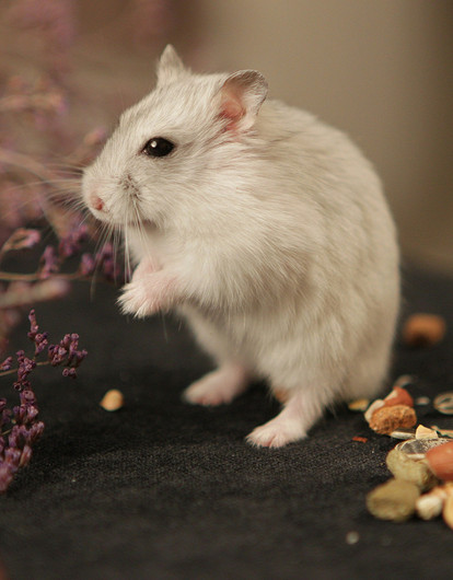 Чем кормить хомяка: советы по составлению рациона и выбору лакомств