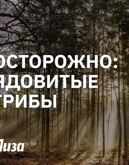 Лучше не трогай: какие грибы нельзя собирать и почему