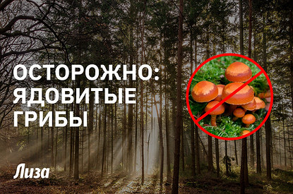 Лучше не трогай: какие грибы нельзя собирать и почему