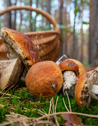 Как заготовить подосиновики на зиму: 10 простых способов