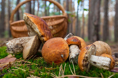 Как заготовить подосиновики на зиму: 10 простых способов