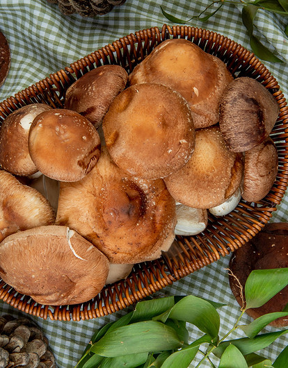 Как заморозить свежие и вареные грибы на зиму: подробная инструкция