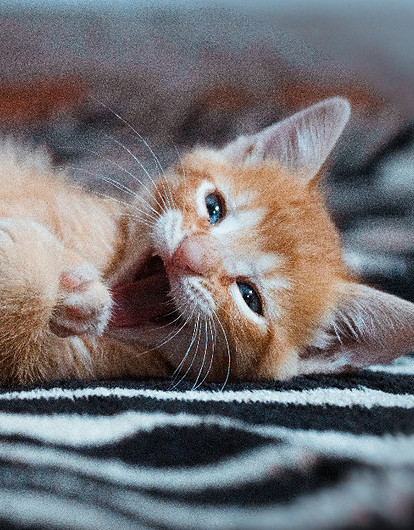 К чему снится котенок женщине: толкование по Фрейду, Ванге и другим сонникам