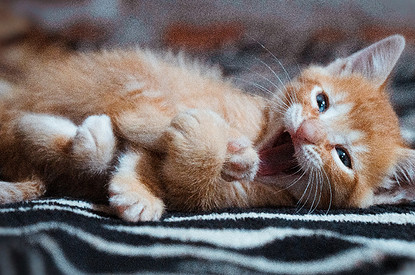 К чему снится котенок женщине: толкование по Фрейду, Ванге и другим сонникам