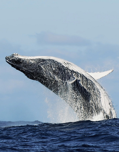 Где можно увидеть китов в России: 11 лучших мест для путешествий