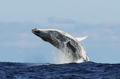 Где можно увидеть китов в России: 11 лучших мест для путешествий