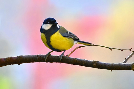 Синица в квартире: о чем предупреждает эта примета